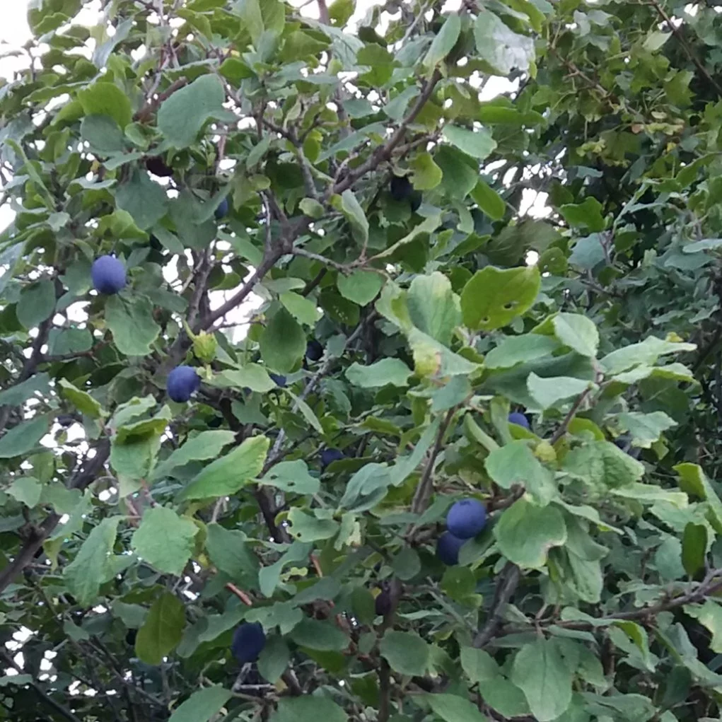Çakal Eriği Marmelatı 370 gr'lık kavanoz-Şekerli - Görsel 4