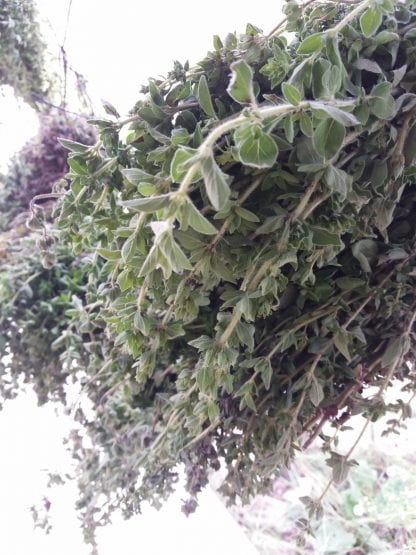 Bayır Kekiği 20 gramlık paket - Görsel 4