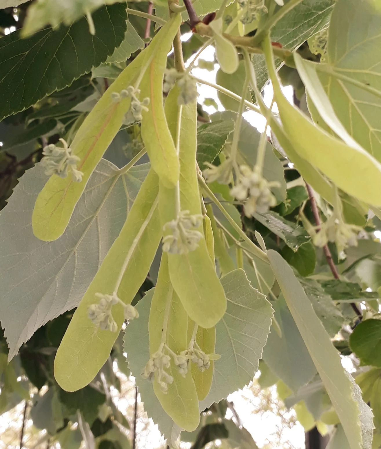 Çiçek Ihlamur (yapraklı) 50 gr'lık paket - Görsel 2