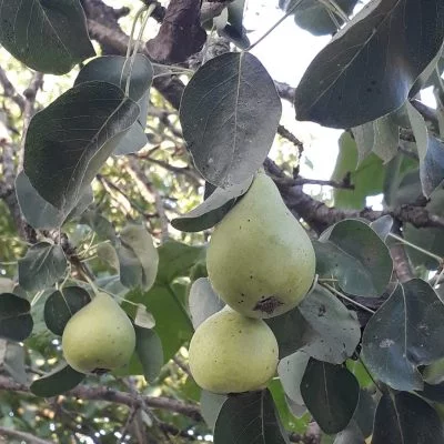 doğal armut sirkesi faydaları