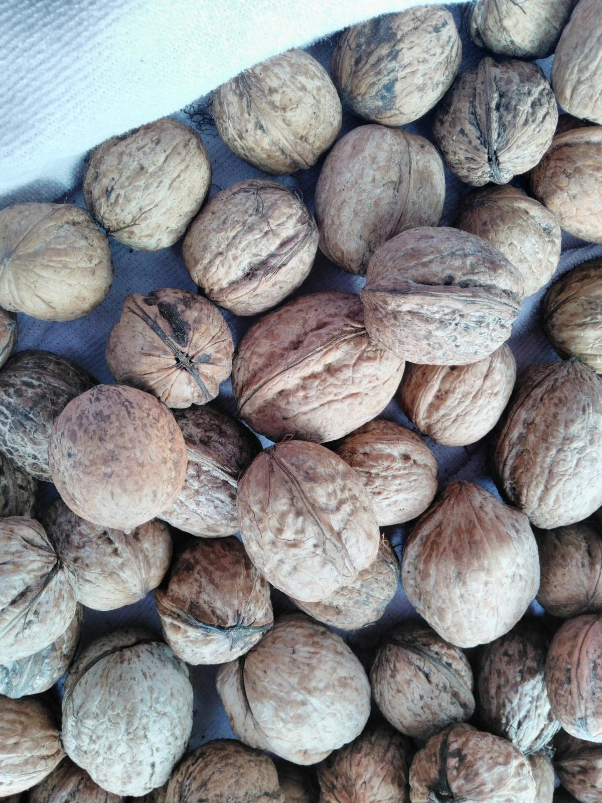 Köy Cevizi 500gr - Görsel 5