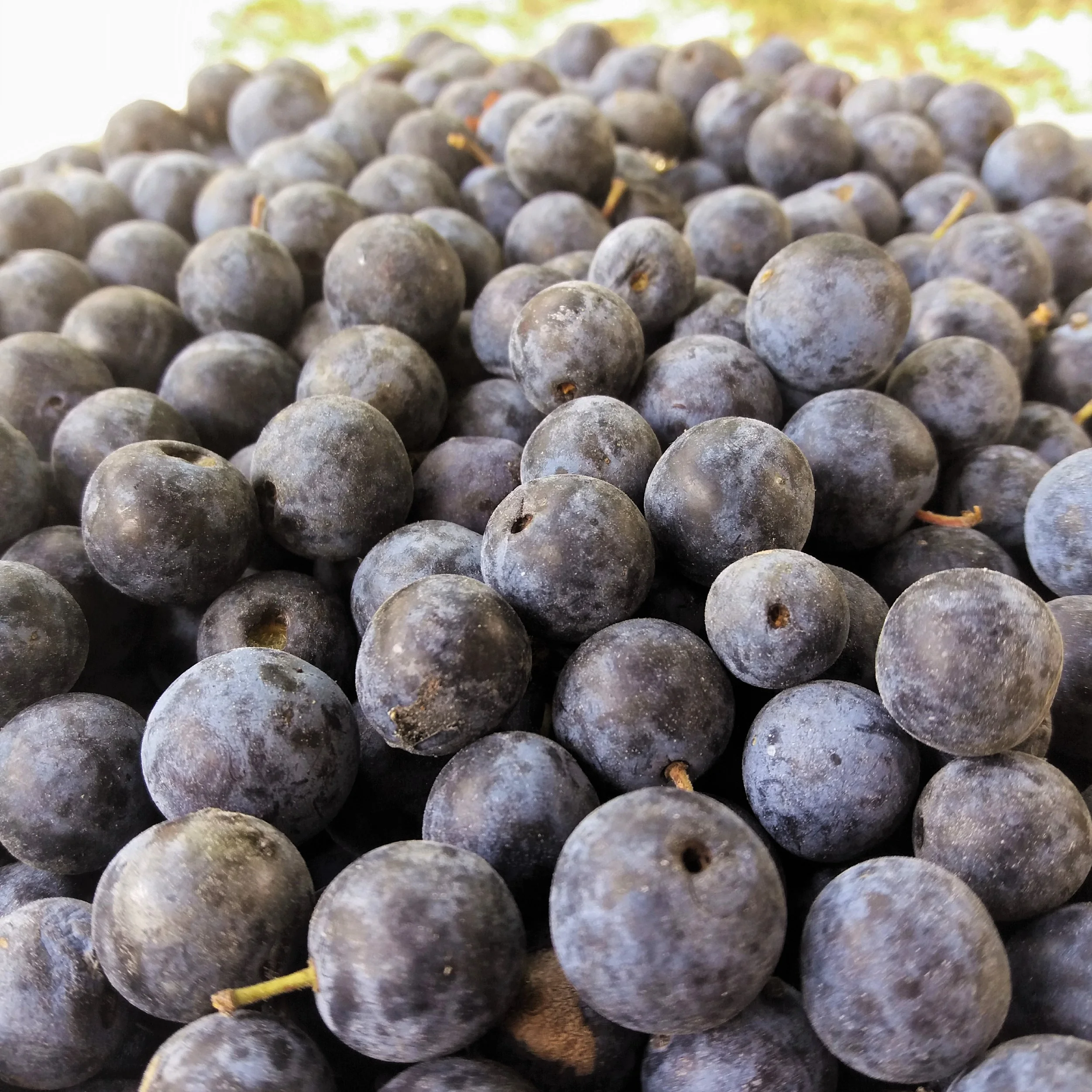 Güvem Eriği ile Şekersiz Çakal Eriği Marmelatı 435 gr'lık kavanoz - Görsel 4