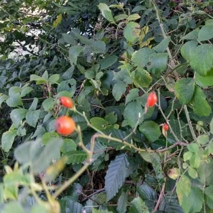 Ev Yapımı Kuşburnu Marmelatı, 425cc - 500 gr - Görsel 6