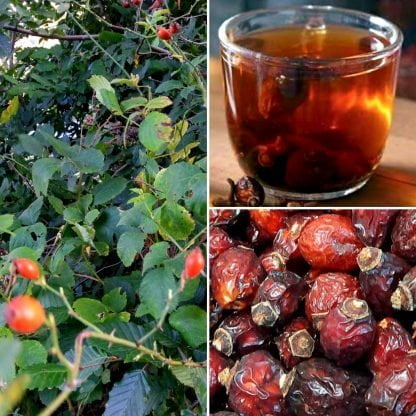 kurutulmuş kuşburnu