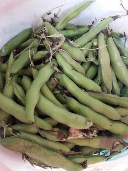 İç Bakla - 500 gr - Görsel 3