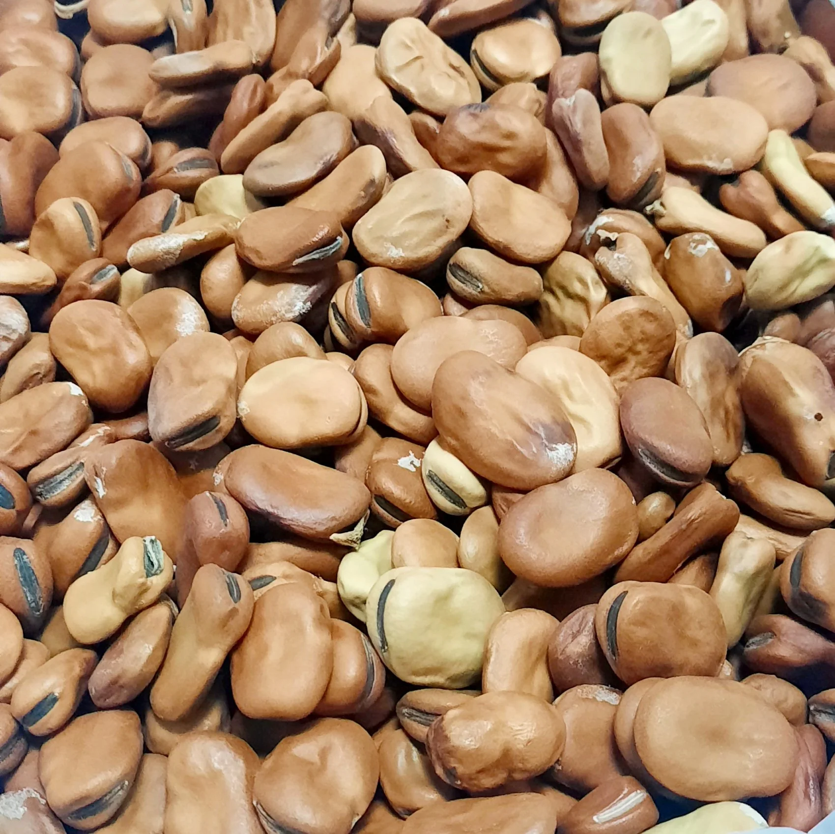 İç Bakla - 500 gr - Görsel 2