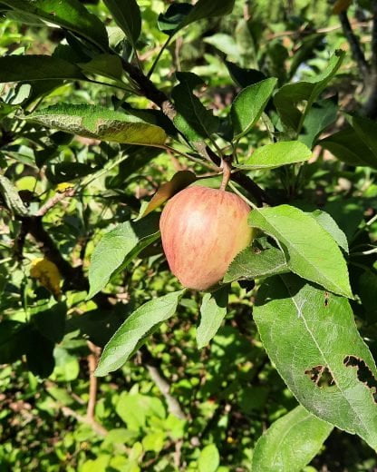 Elma Reçeli net 350gr - Görsel 3