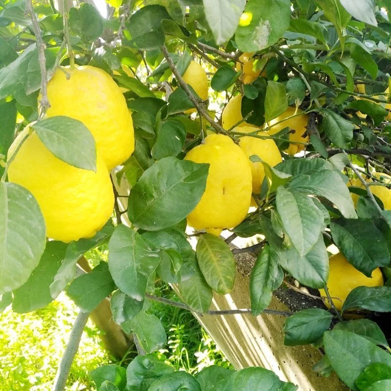 Limon Reçeli - 460 gr - Görsel 3